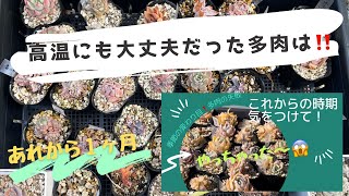 高温障害になったベランダ多肉棚の多肉、その後どうなった❓無事な多肉❗️丈夫な多肉はコレです😄庭や多肉棚の多肉もご紹介します。