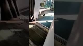 Pombo entra no trem da supervia-RJ