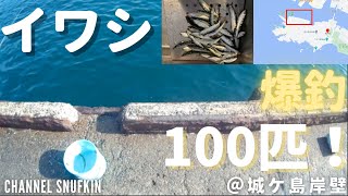 【城ヶ島岸壁】神奈川県三浦半島の城ヶ島岸壁でトリックサビキ釣り！イワシ100匹爆釣！