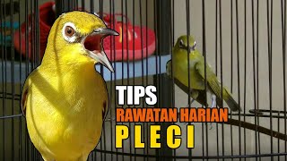 CARA MUDAH RAWATAN HARIAN PLECI