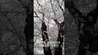 아니~~이런 벚꽃 나무가  다 있다니 대단 하다 #벚꽃