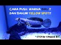 CARA PUSH WARNA BIRU DAN BANJIR YELLOW SPOT CHANNA PULCHRA #treatmentchannabluepulchra