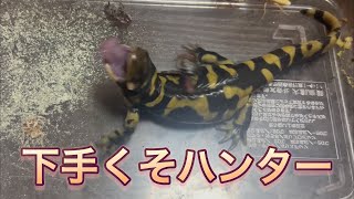 餌取りが下手くそなサンショウウオを特訓