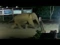 Wild elephant parades through Chinese border into Laos as helpless officials watch