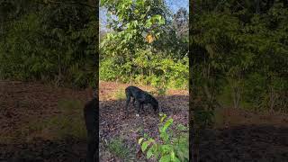 anjing pemburu warna yang sulit di cari #boarhunting #doghunter #shortvideo #huntingdog