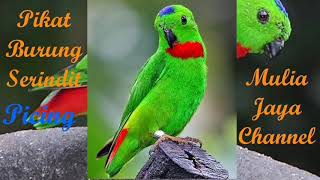 Suara Pikat Burung Serindit