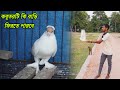 এই প্রথম ফেন্সি হেলমেট কবুতরের পাল্লা