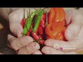 Spice it Up  Hot Sauce Making