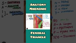 Femoral Triangle - mnemonic | #shorts