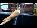 This Will Make Your Cockatiel Sing