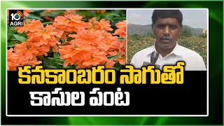 కనకాంబరం సాగుతో కాసుల పంట | Crossandra Flower Cultivation (kanakambaram) | Matti Manishi | 10TV