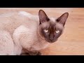 siamese vs tonkinese cat what are the differences