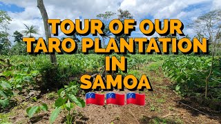 A tour around the new and old Taro Plantations | MatamaugaAgrofarming | Samoa | Taro