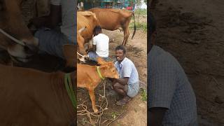 🏝️இதுதான்🐄🦬எங்கள் சொத்து #agriculture #vivasayam #farming #cow #milk #funny #villagelife #property