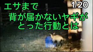 今日のヤギさん／ヤギの世話／ヤギ動画 goat goats  cuteanimals funnyanimals おもしろい動物 かわいい動物  やぎ飼い方