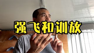 秋赛鸽子已经进入强飞训放阶段，总结下最近学到的知识跟鸽友分享