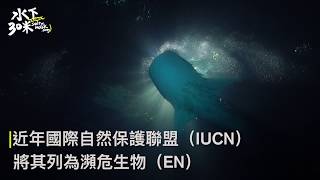 水下全記錄－深南線鯨鯊