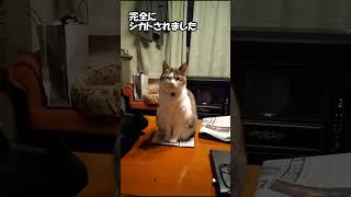 テレビの番組表が見れな～い！ #shorts