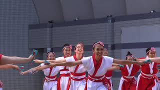 「桜舞CANADA」 明治神宮奉納 原宿表参道元氣祭 スーパーよさこい 2019 08 25（日）代々木公園ステージ