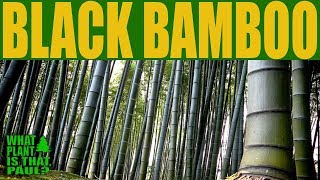 Black Bamboo (Phyllostachys nigra) - the most prized bamboo for decorative wood working.