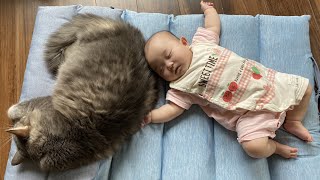 赤ちゃんと一緒に寝る猫　ノルウェージャンフォレストキャットA cat that sleeps with a baby. Norwegian Forest Cat.