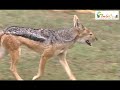 チーターとジャッカルの因縁、そして・・・「閲覧注意」　　wild animals in africa fated opponent