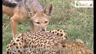 チーターとジャッカルの因縁、そして・・・「閲覧注意」　　Wild animals in Africa / fated opponent