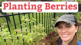 How to Plant Raspberries, Blueberries, and Blackberries | Beginner’s Guide To Pl