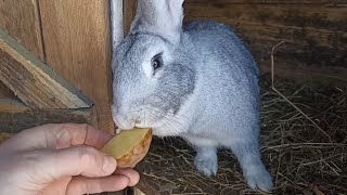 Potatoes for rabbits!!! [Can I feed or not!?]