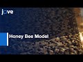 Obtaining Specimens With Slowed, Accelerated & Reversed Aging In Honey Bee Model l Protocol Preview