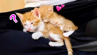 離れたくない子猫が仲良く添い寝する様子がこちら。【保護猫】