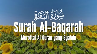 Surah Al Baqarah Dengan Suara Indah Membuat Hati Tenang | Ahmad Al Shalabi