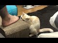 飼い主にゃんの足がじゃまなんだけど 猫