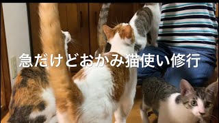 おかみさん猫使い修行(変化型)