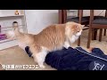 ママに甘えてるところをパパに見つかって恥ずかしがる猫が可愛いw