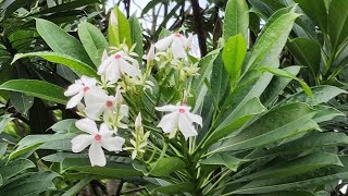 海芒果花 Pong Pong Tree Flowers