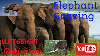 யானை மேய்ச்சல் | elephant Grazing | අලි තෘණ