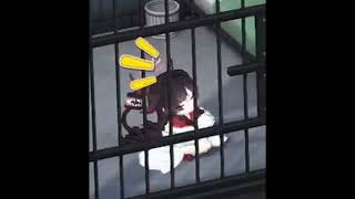 Kasumi gets jailed and laughs it off (Blue Archive)