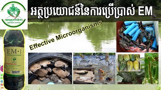 អត្ថប្រយោជន៍របស់អ៊ីអឹម(EM)ផ្នែកវ៉ារីវប្បកម្ម (effective microorganisms) | បង្កងអូស្ត្រាលីសៀមរាប