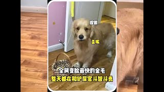 全网变脸最快的金毛，整天都在和铲屎官斗智斗勇 #宠物故事 #动物故事 #暖心故事