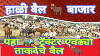 🚜 ट्रॅक्टर च्या ताकदीचे बैल || फक्त हाळी बैल बाजारात || हाळी बैल बाजार || लावा ताकद 💪💪 || ब्रँड इज🤨.