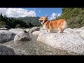 秋晴れの川で気持ち良く遊んだコーギー the corgi had a great time playing in the river on a beautiful autumn day