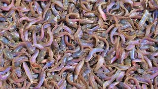 Million African Catfish Eating Pellet Food | Usaha Budidaya ikan lele | Catfish Farming Business