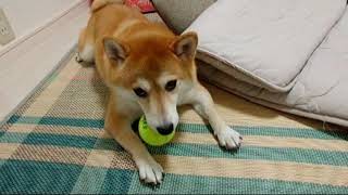 柴犬 さくら ボールを追っかけるだけじゃない！ キャッチボールできるもん♪ Shiba Inu Sakra