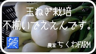 [玉ねぎ栽培]セット球ちゃうのに年内取りできるスーパー超極早生があるんです。