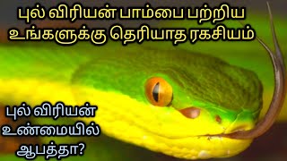 இந்த விரியன் பாம்பு உண்மையில் ஆபத்தானதா🤔🤔||Bamboo pit viper|||dangerous venomous snake in the world