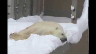 新雪を満喫♪ - Polar bear in Asahiyama Zoo (japan)