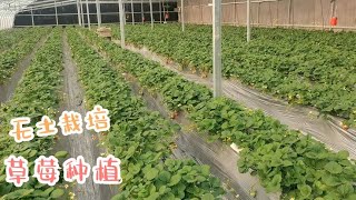 种草莓太简单了，不翻地不撒肥，收完秧子直接栽苗