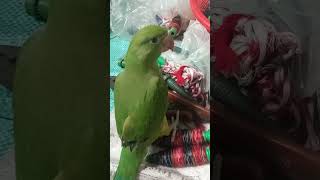 #parrot #birds #cute #parrottalking #mitoo #mittoo