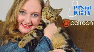 How You Can Help Support Playful Kitty With Patreon